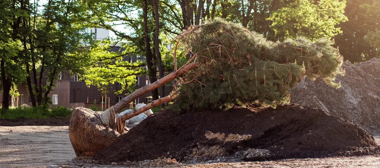 tree installation services in massapequa ny