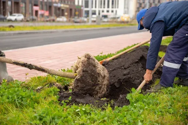 tree transplanting in massapequa ny