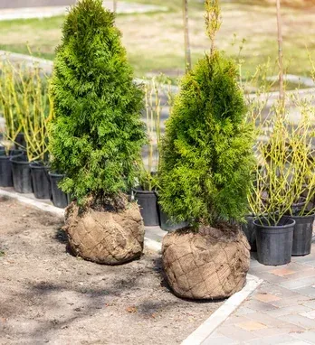 tree transplanting services in massapequa ny