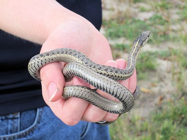 garter snake