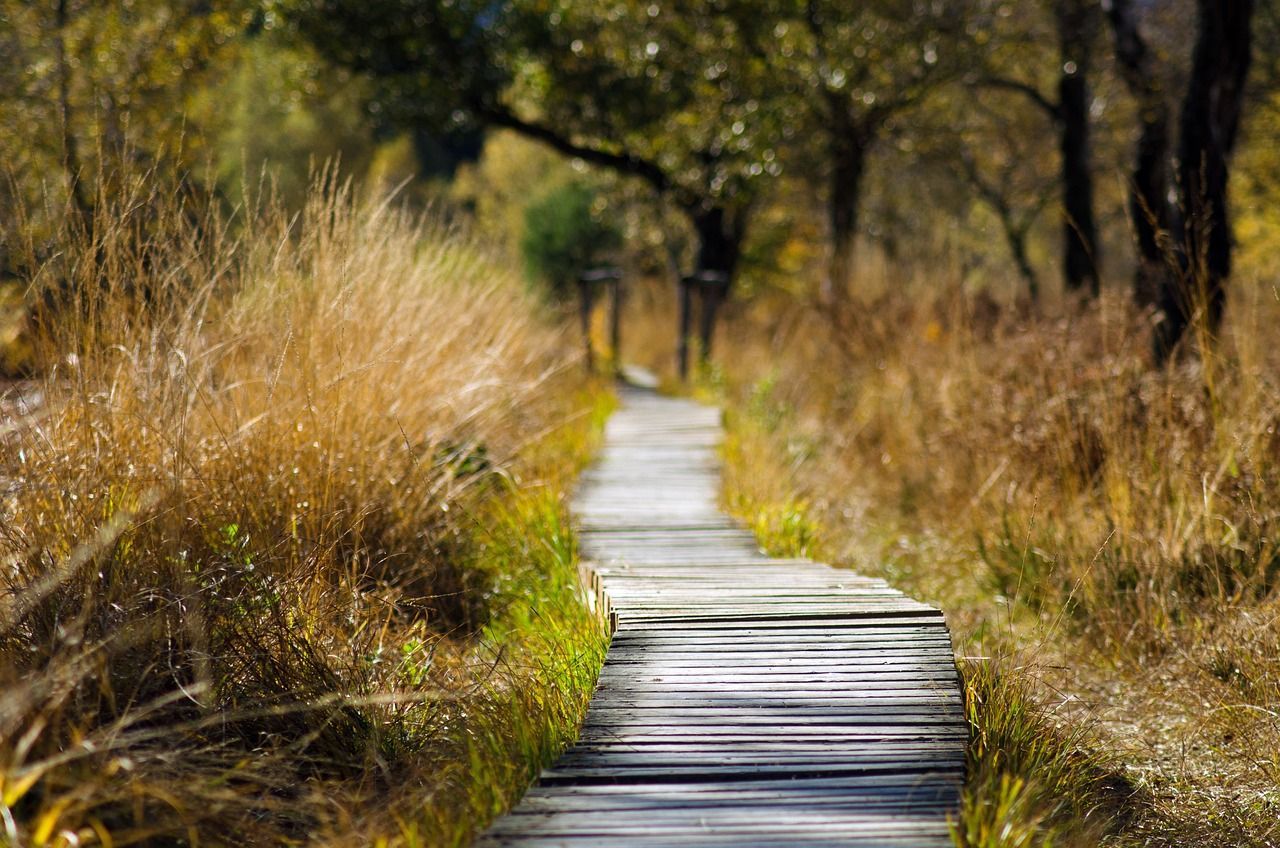 boardwalk trail