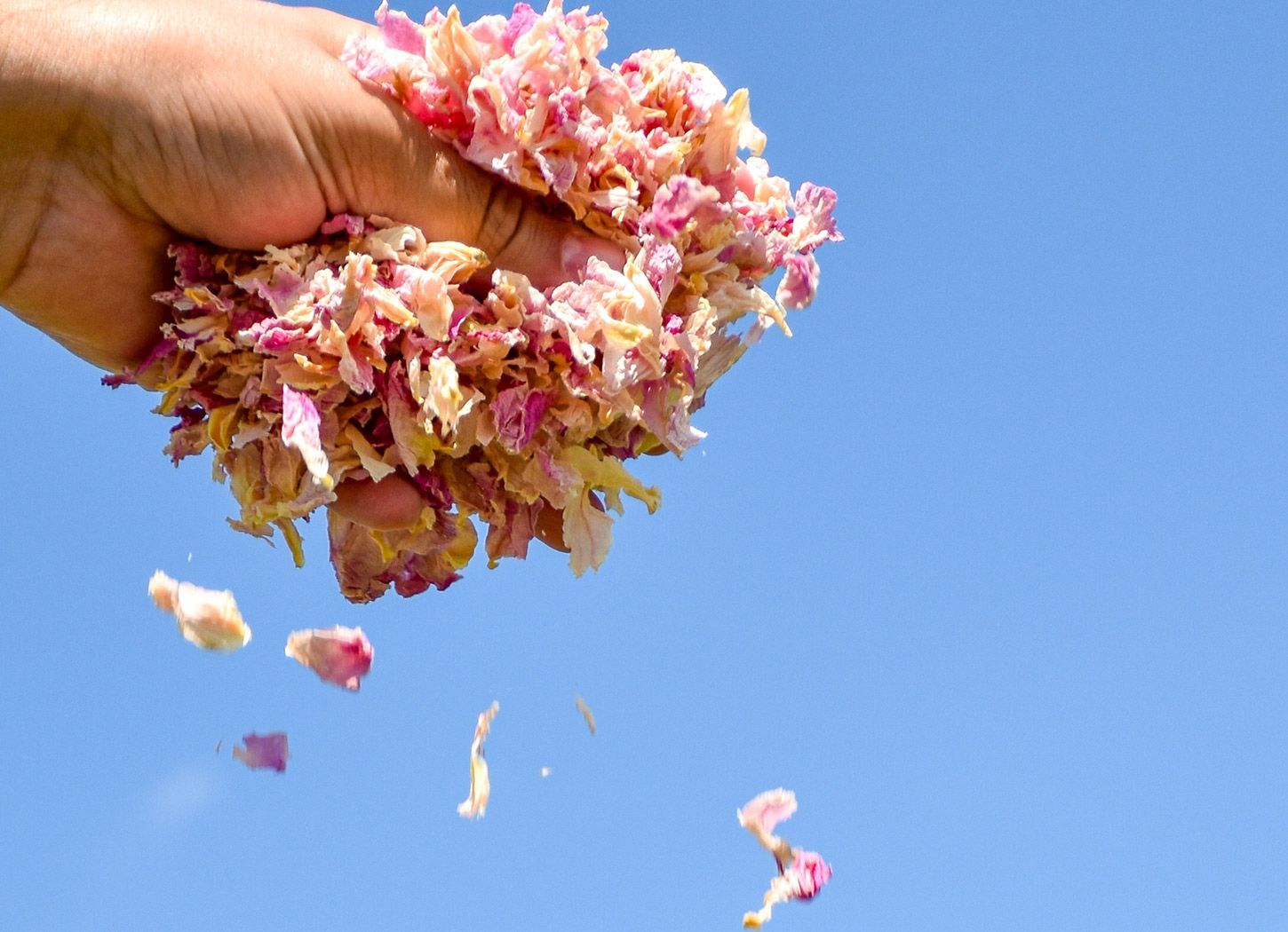 Main lançant des pétales de pivoine séchés roses et crème dans le ciel