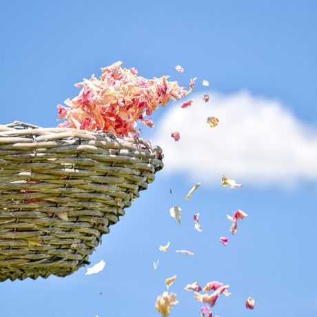 Pétales de pivoine séchés roses et crème lancés depuis un panier sous un ciel bleu