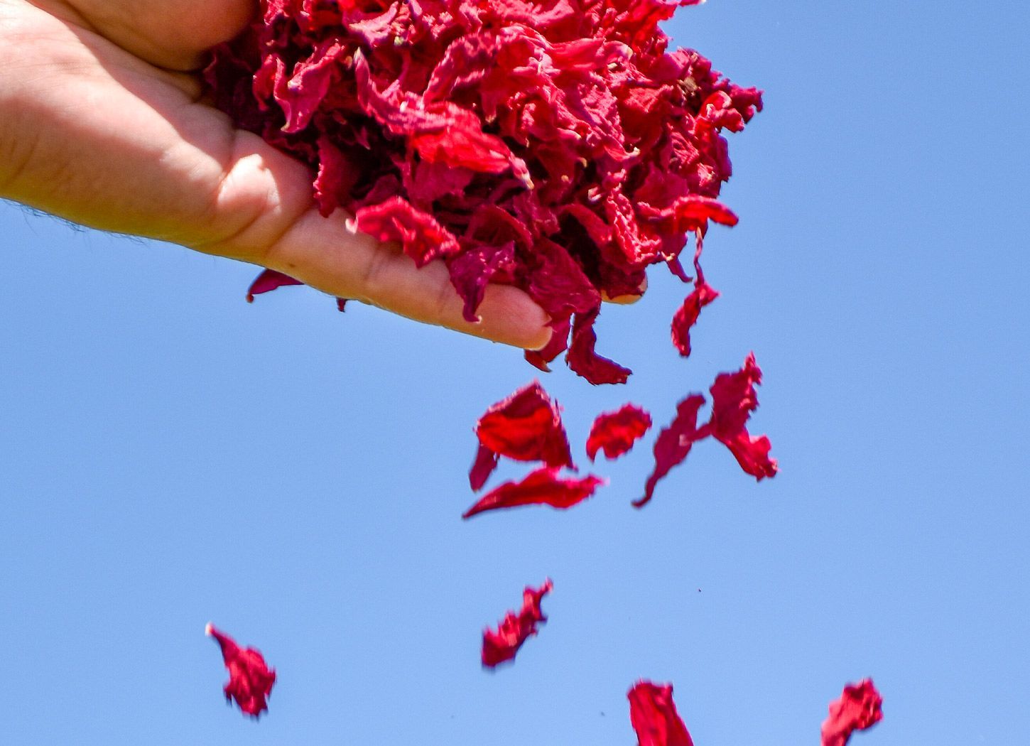 Main dispersant des pétales de pivoine séchés rouge vif dans le ciel