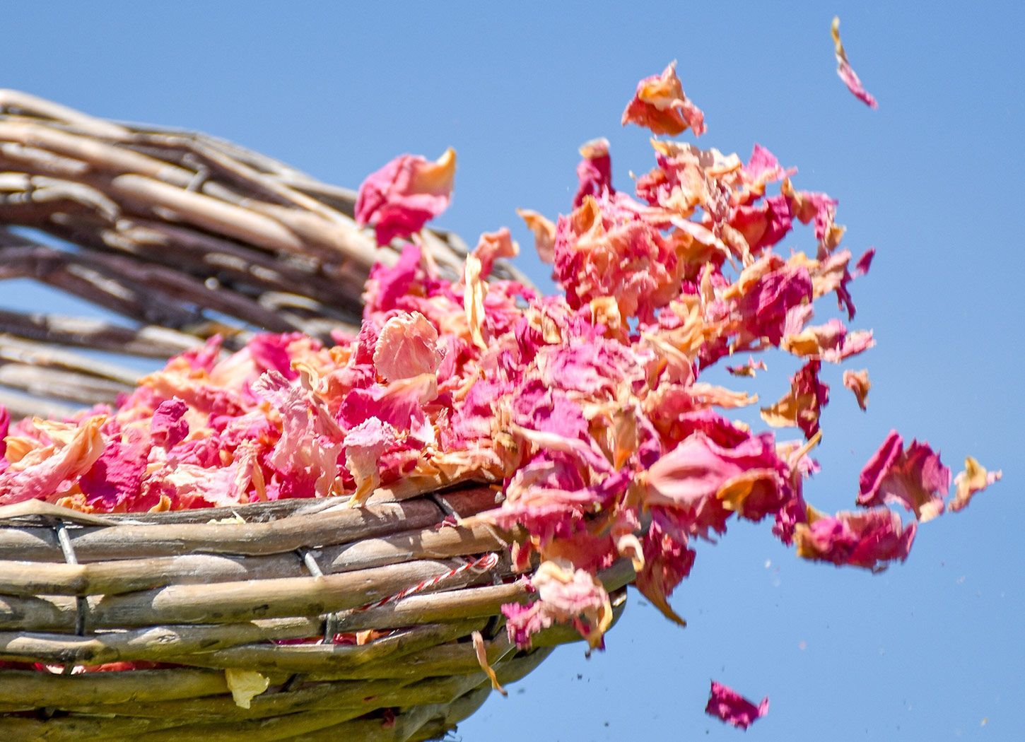 Pétales de pivoine séchés roses et crème lancés depuis un panier