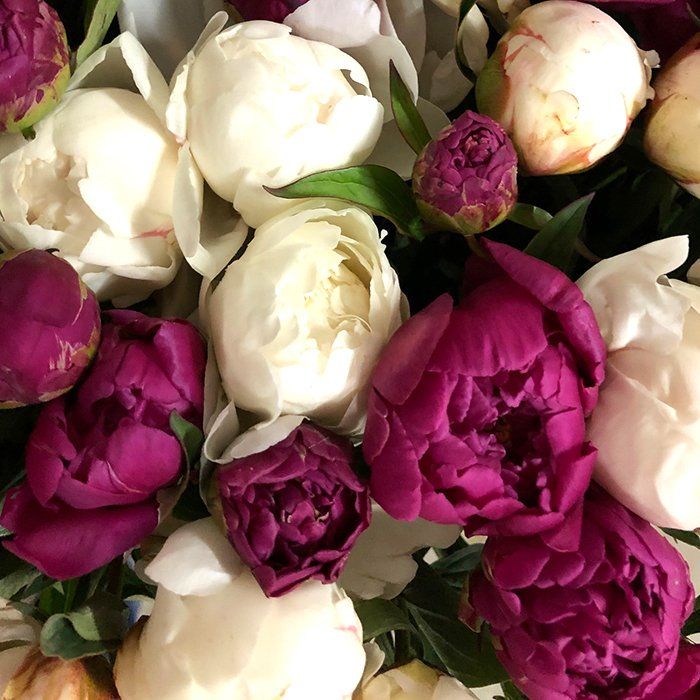 Bouquet de pivoines blanches et rose foncé en pleine floraison