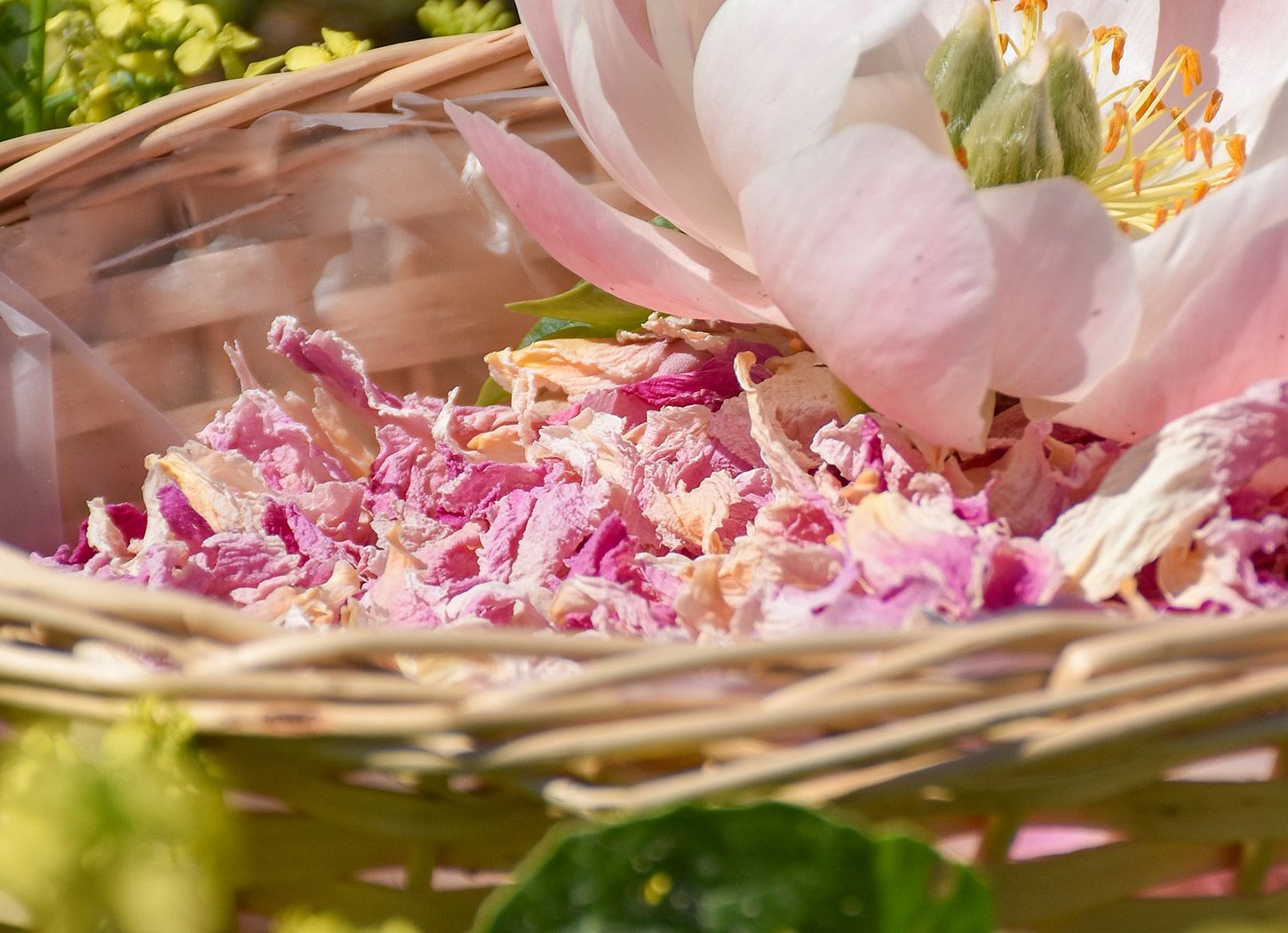 Pétales de pivoine séchés roses et crème dans un panier avec une pivoine en fleur