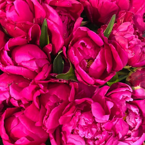 Gros plan sur des pivoines fuchsia en pleine floraison