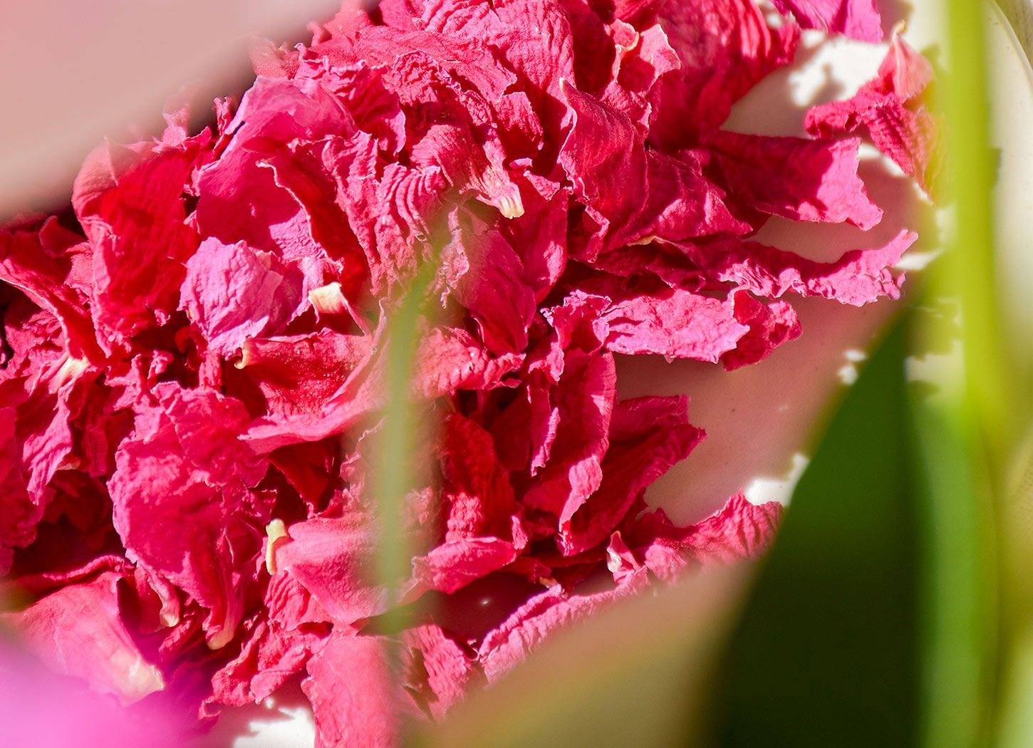 Gros plan sur des pétales de pivoine séchés rose vif