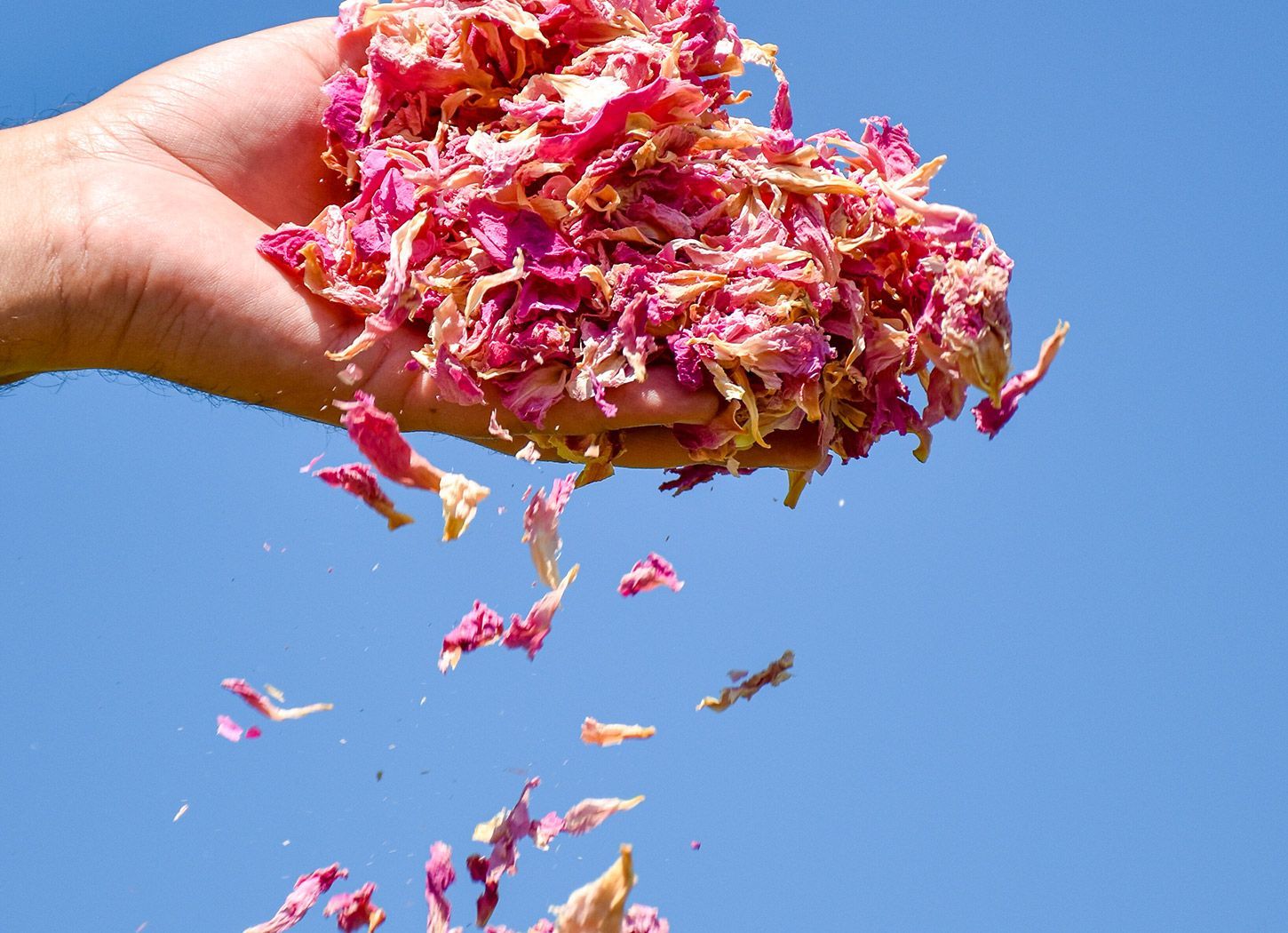 Main lançant des pétales de pivoine séchés roses, corail et crème dans le ciel