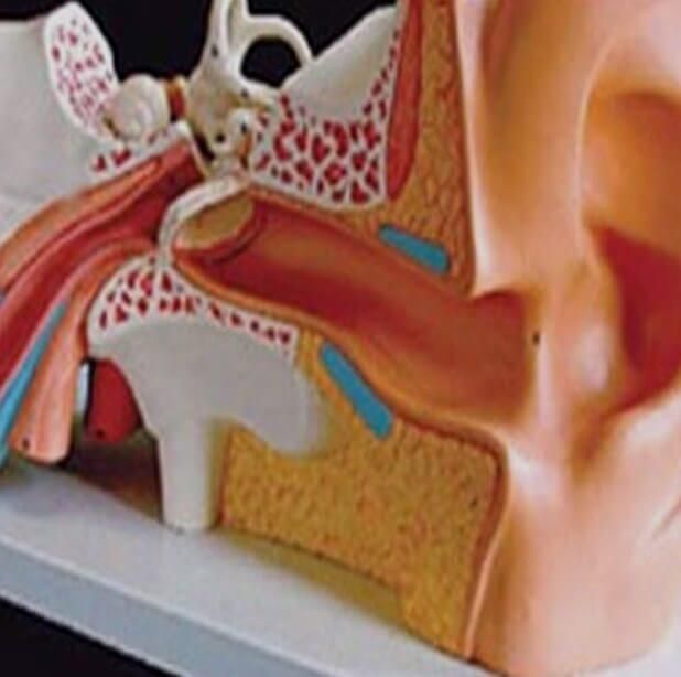 Un modelo del interior de una oreja humana sobre una mesa.