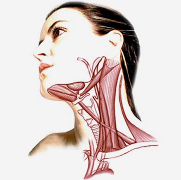 Un dibujo del cuello de una mujer que muestra los músculos.