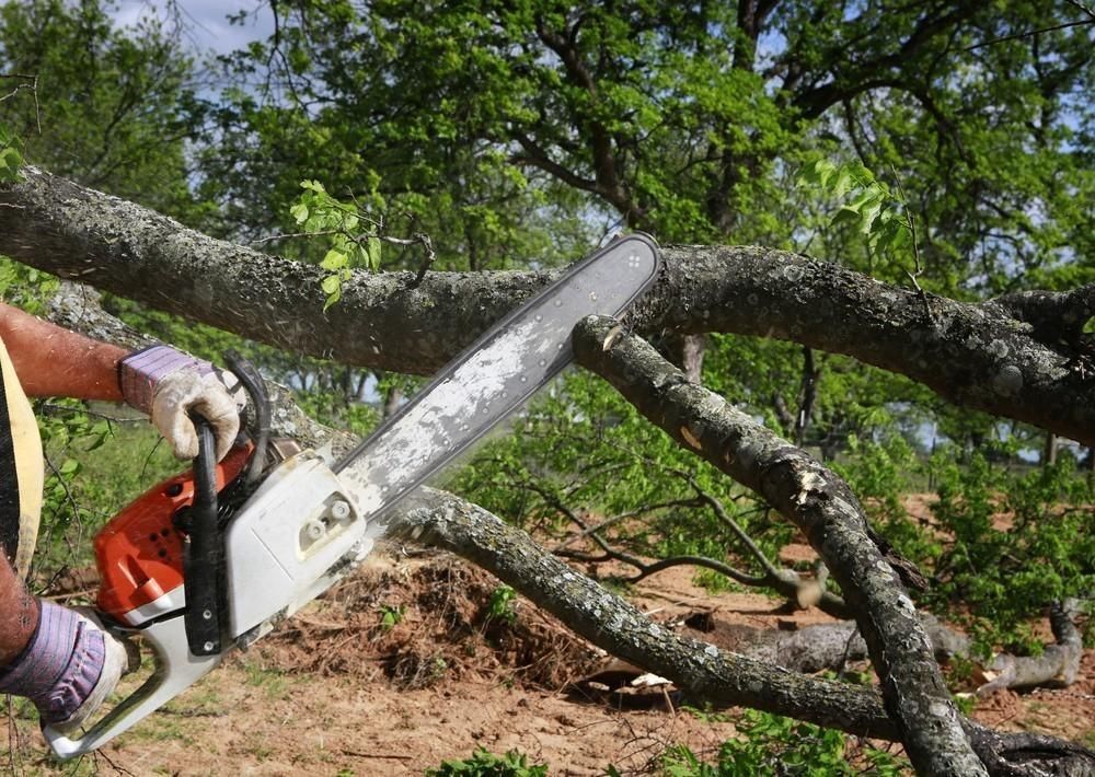 Person using chainsaw, cutting branch of a tree outdoors.