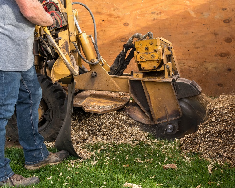 Man operating a yellow stump grinder on a wooden background, creating wood chips on grass.
