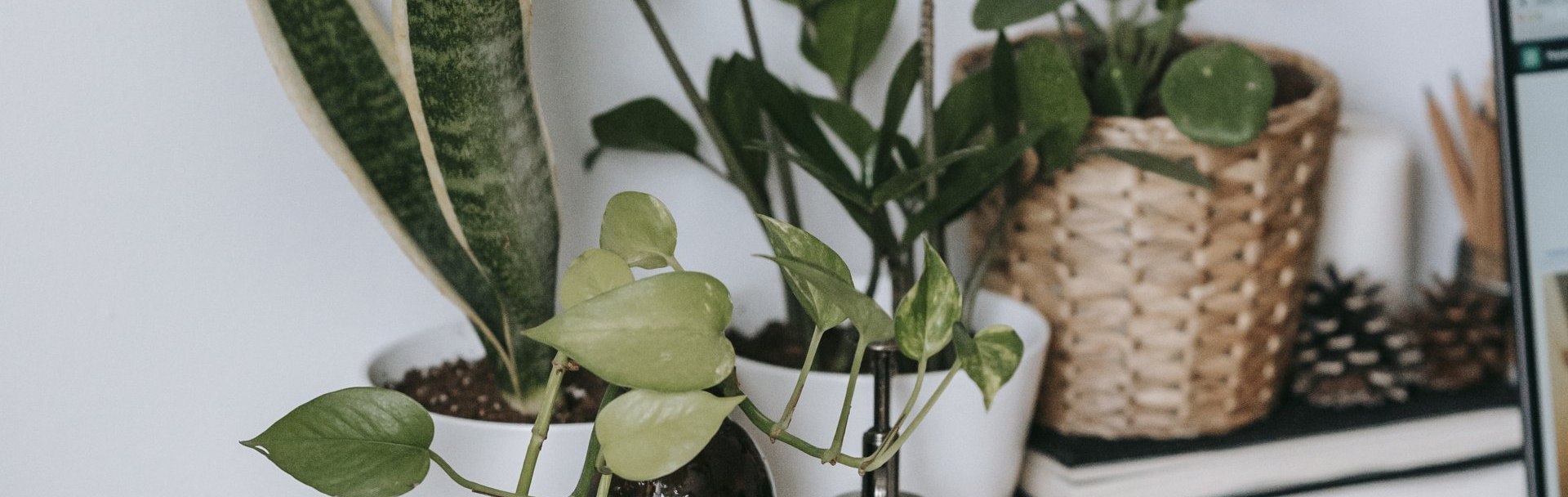 Desk Plants