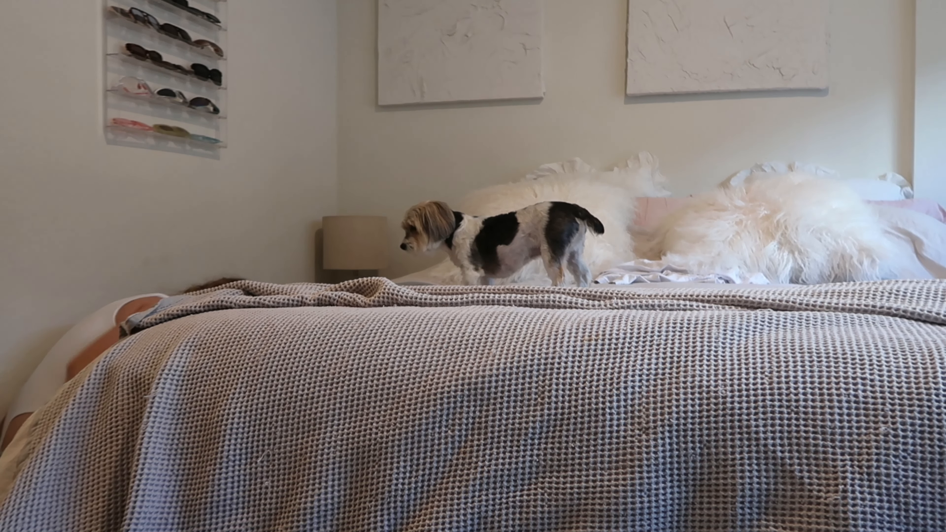park slope brooklyn pet friendly cleaning green hands cleaning services
