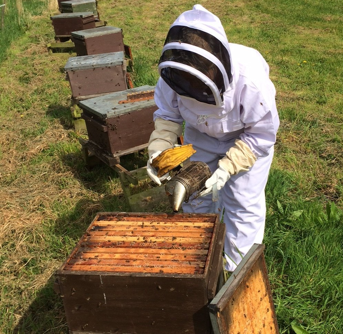 A man in a bee suit is working on a beehive