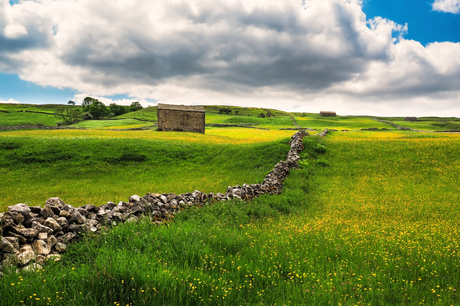 There is a stone wall in the middle of a field, the source of our honey.
