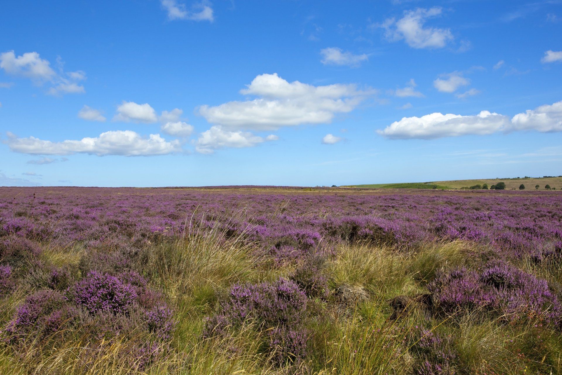 A field of purple heather, the source of our heather honey with a blue sky in the background
