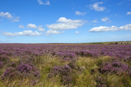 A field of purple flowers the source of our heather honey with a blue sky in the background