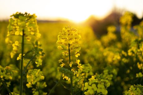 A field of yellow flowers, the source of our summer honey with the sun shining through the flowers.