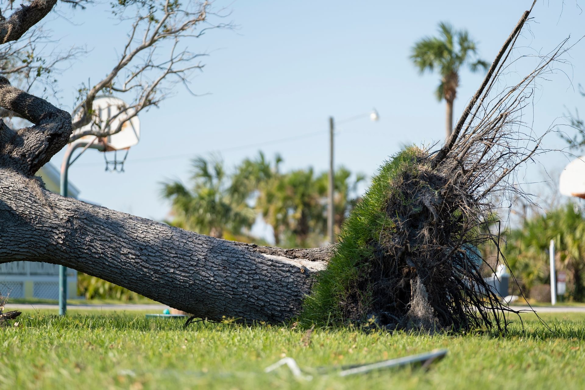 Emergency tree removal in Lancaster, SC by Sinclair's Tree Removal and Stump Grinding