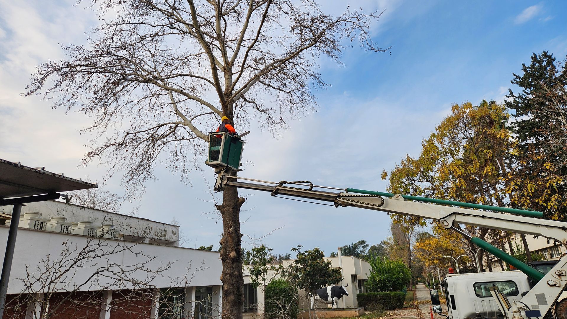 Crane tree removal in Lancaster, SC - Sinclair's Tree Removal and Stump Grinding hard at work