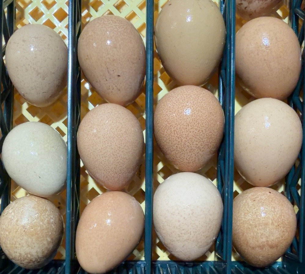 Guinea Eggs