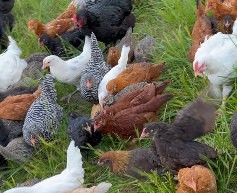 Prasada Poultry
