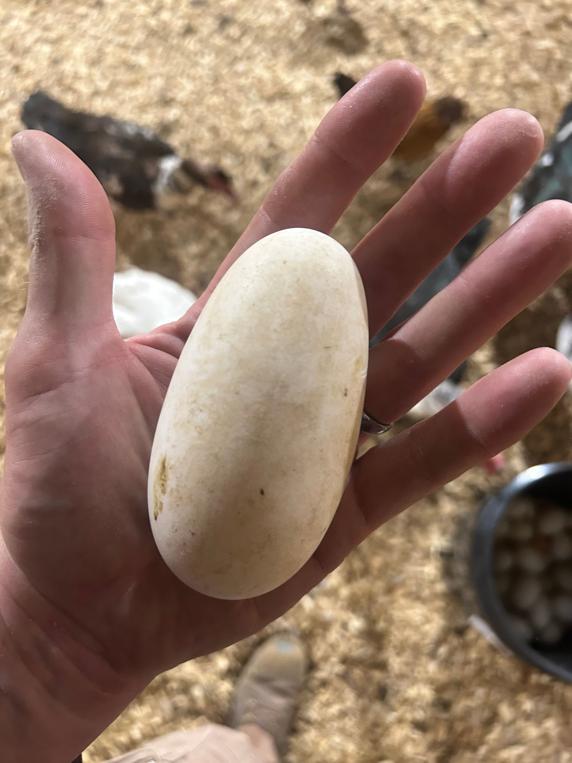Goose Eggs