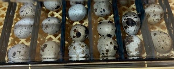 Quail Eggs