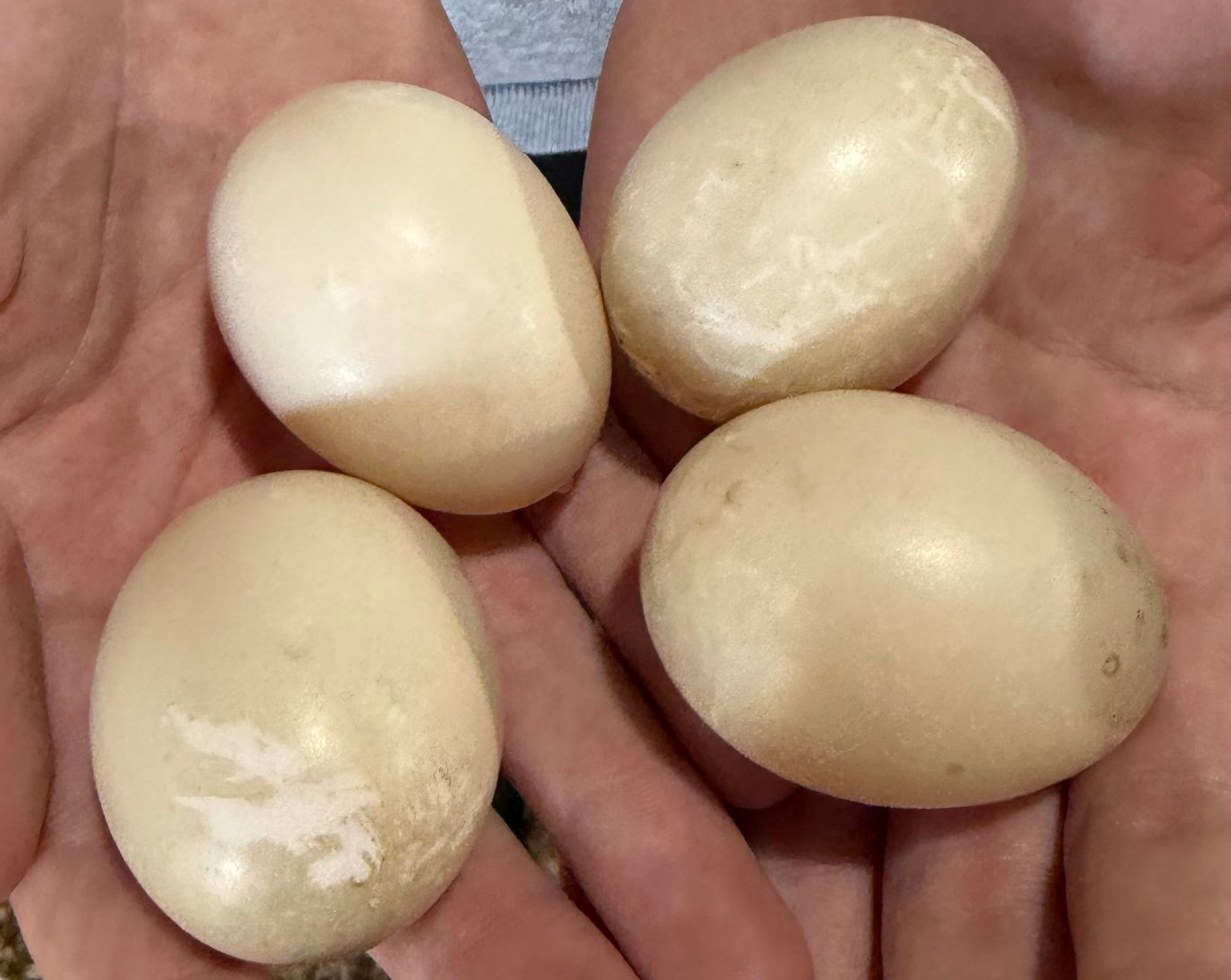 Muscovy Eggs