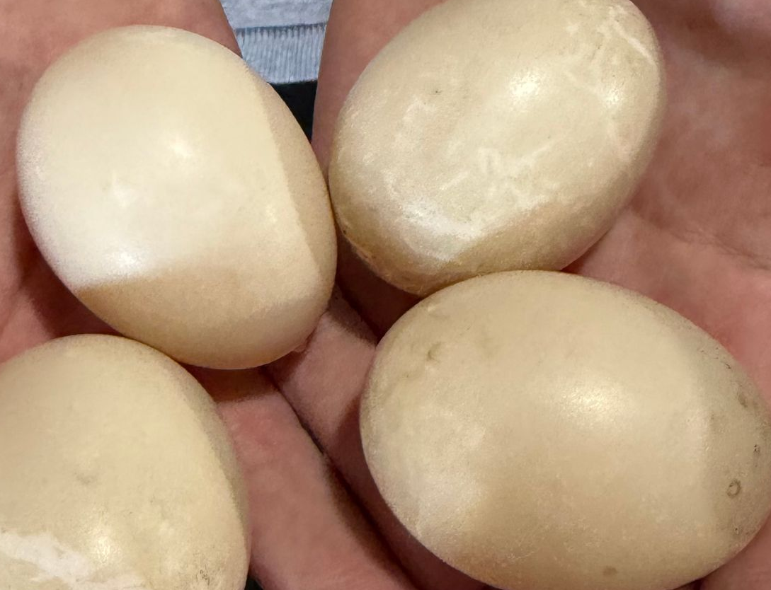 Muscovy Eggs