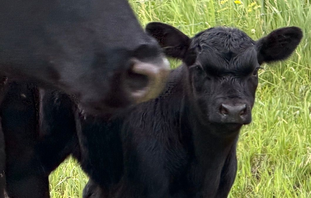 Prasada Beef