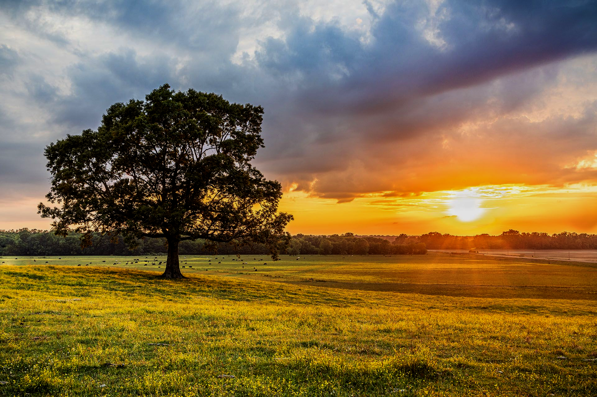 Sunset over a grassy field with a lone tree and dramatic clouds