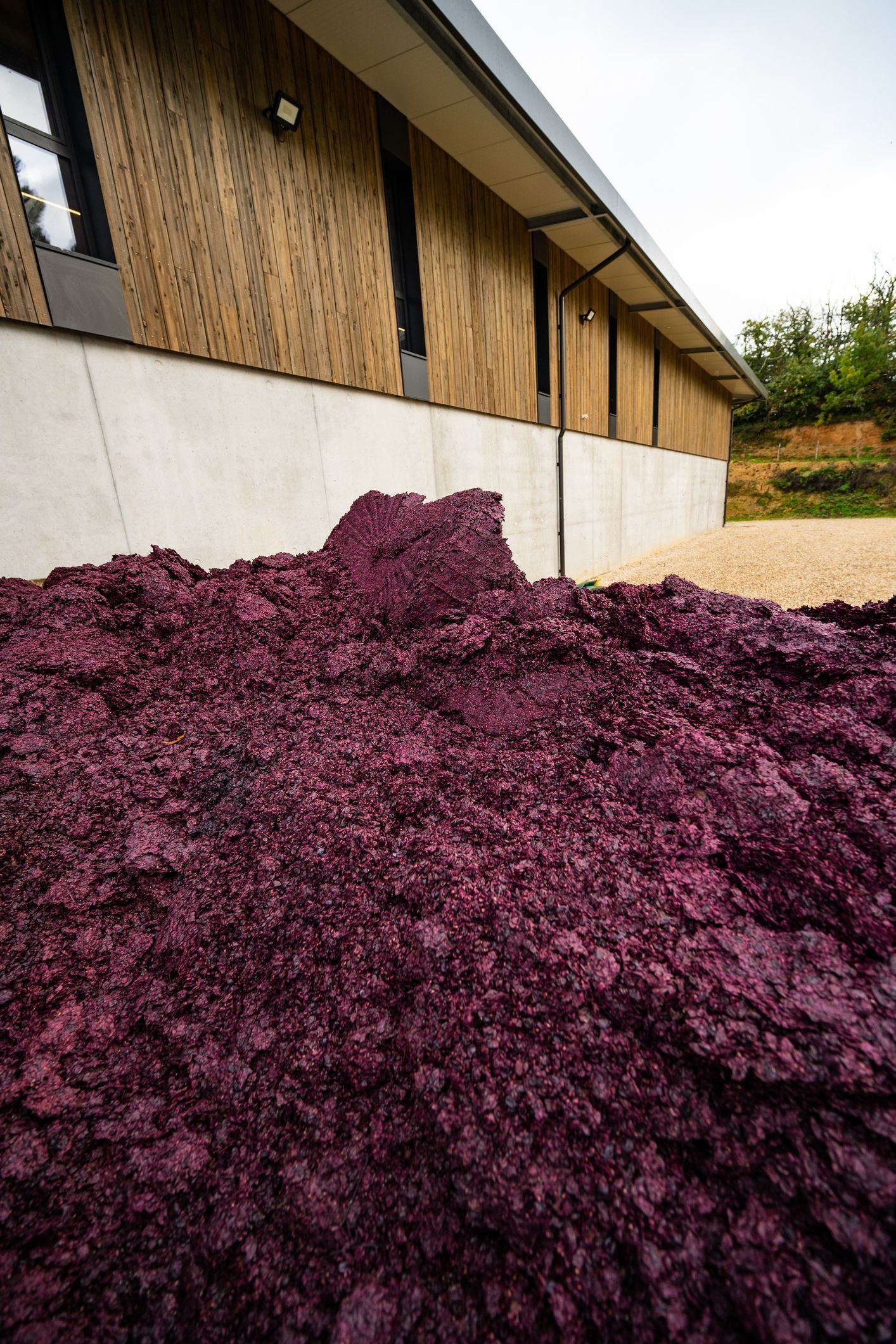 Pile of purple grape pomace in front of a building with wood siding and windows.