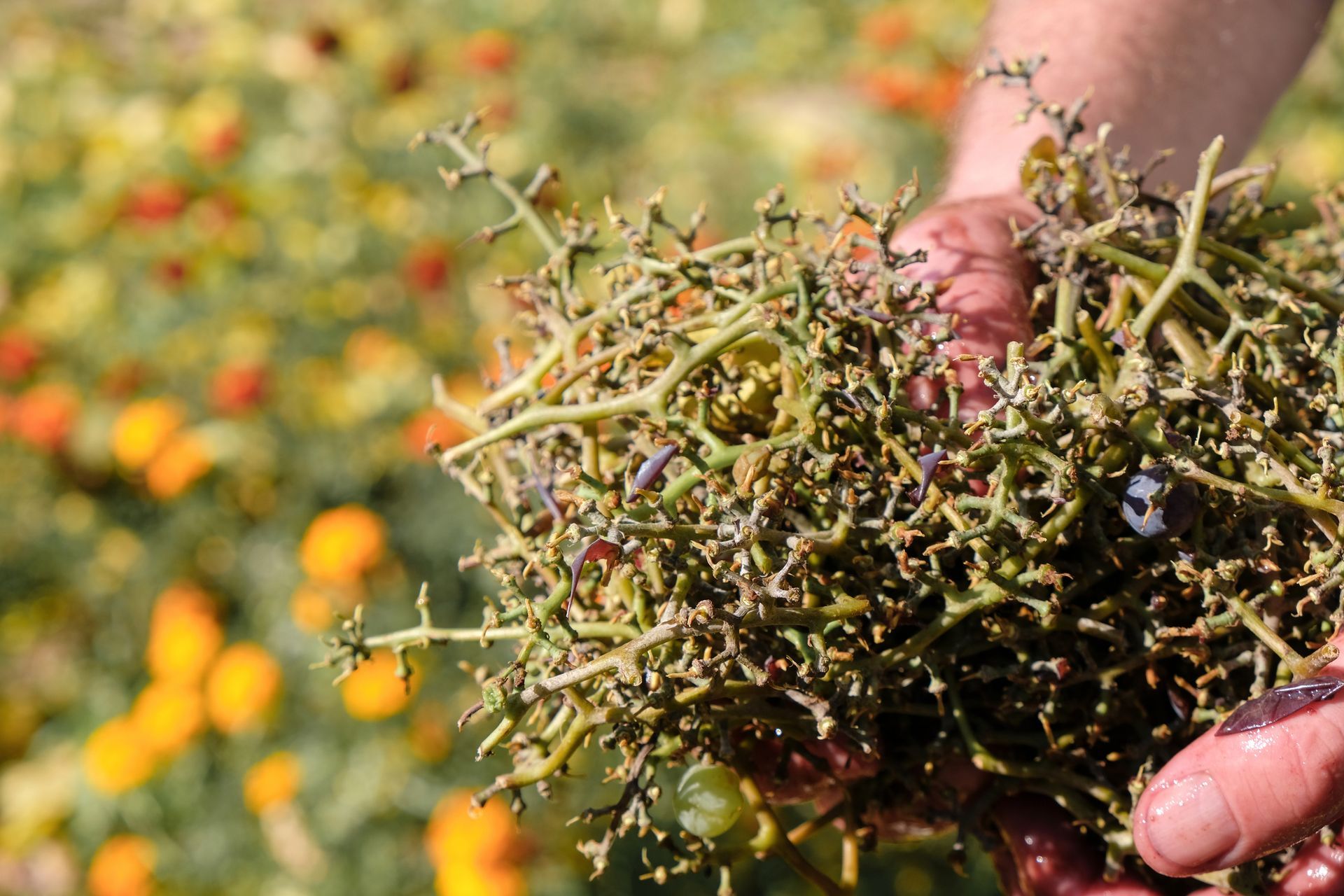 Hands holding grape stems in a vineyard; background shows flowers, sunlit.