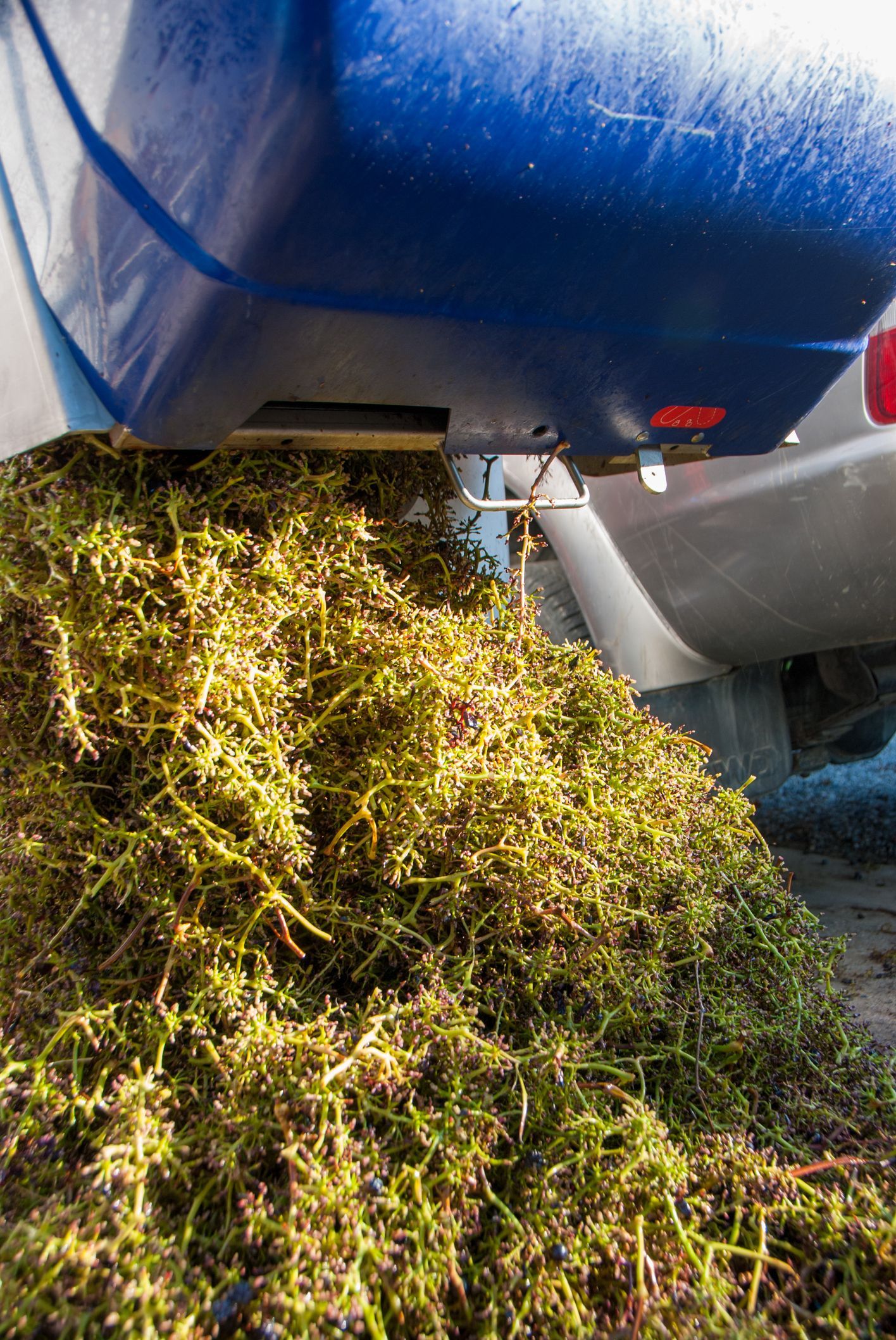 Green seaweed piled under a blue boat hull.