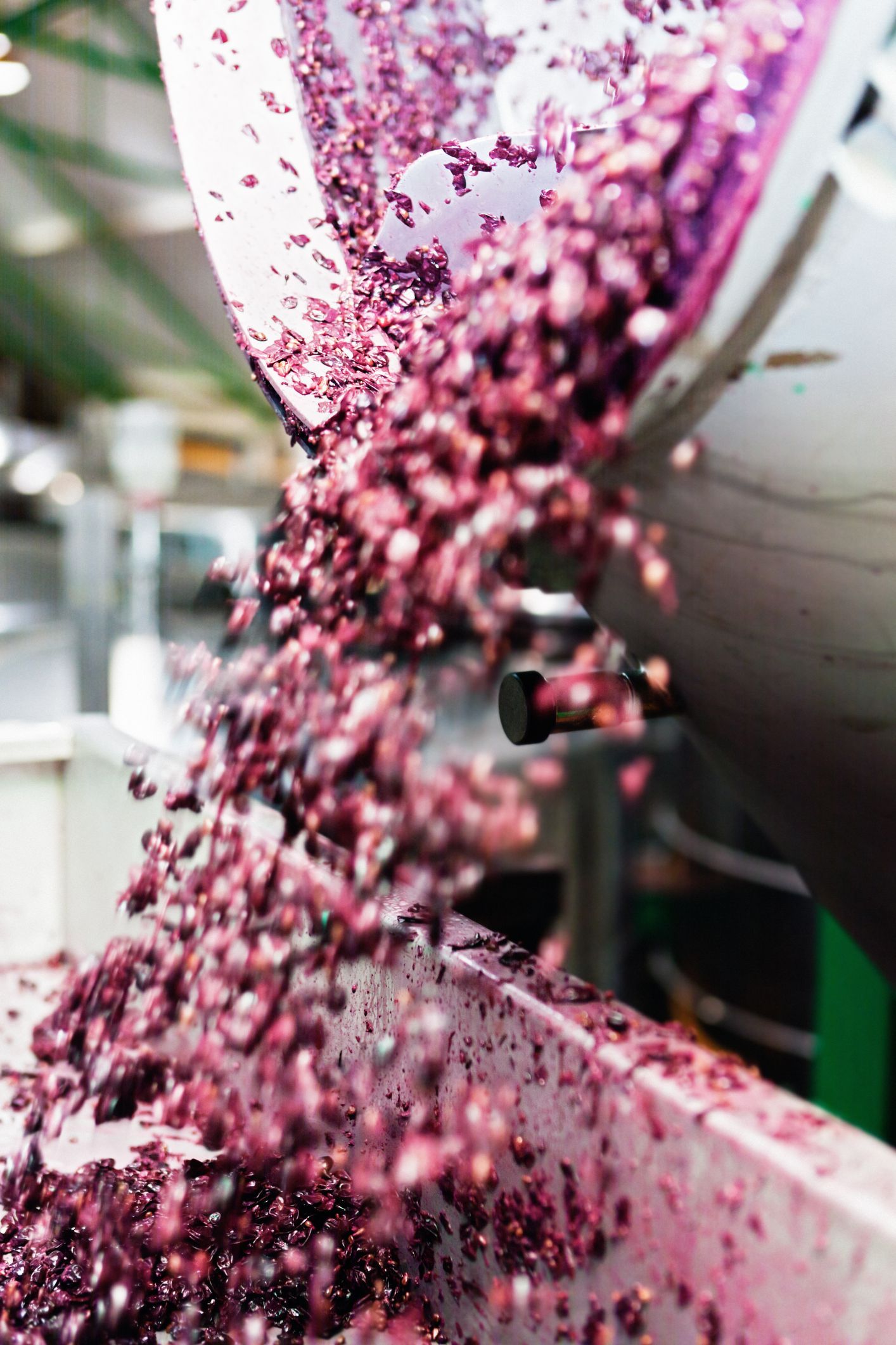 Grapes being poured into a bin at a winery; purple, red, and brown colors.
