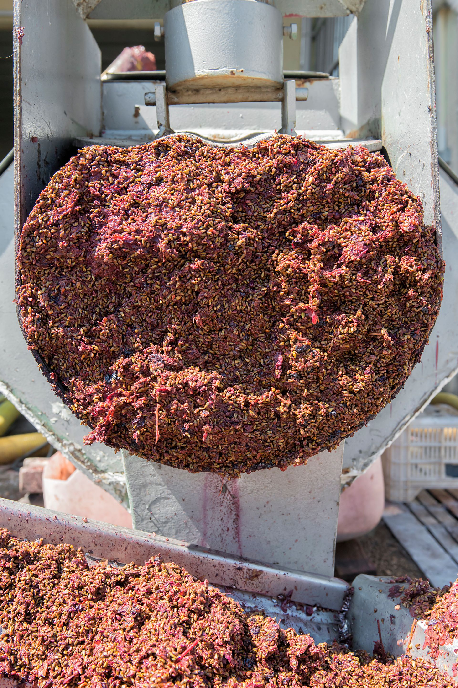 Wine grapes being pressed, showing deep red pulp, at a winery.