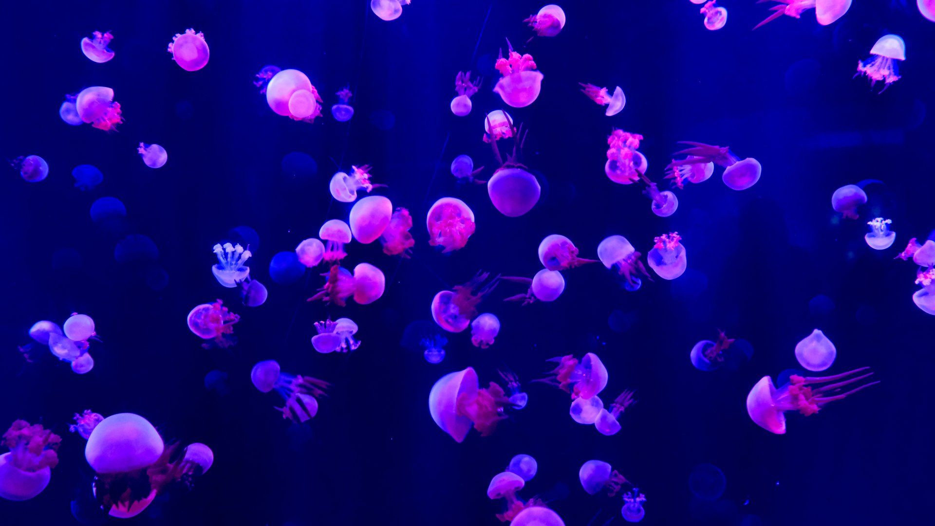 The Urgency of Ocean Conservation: Plastic's Devastating Impact