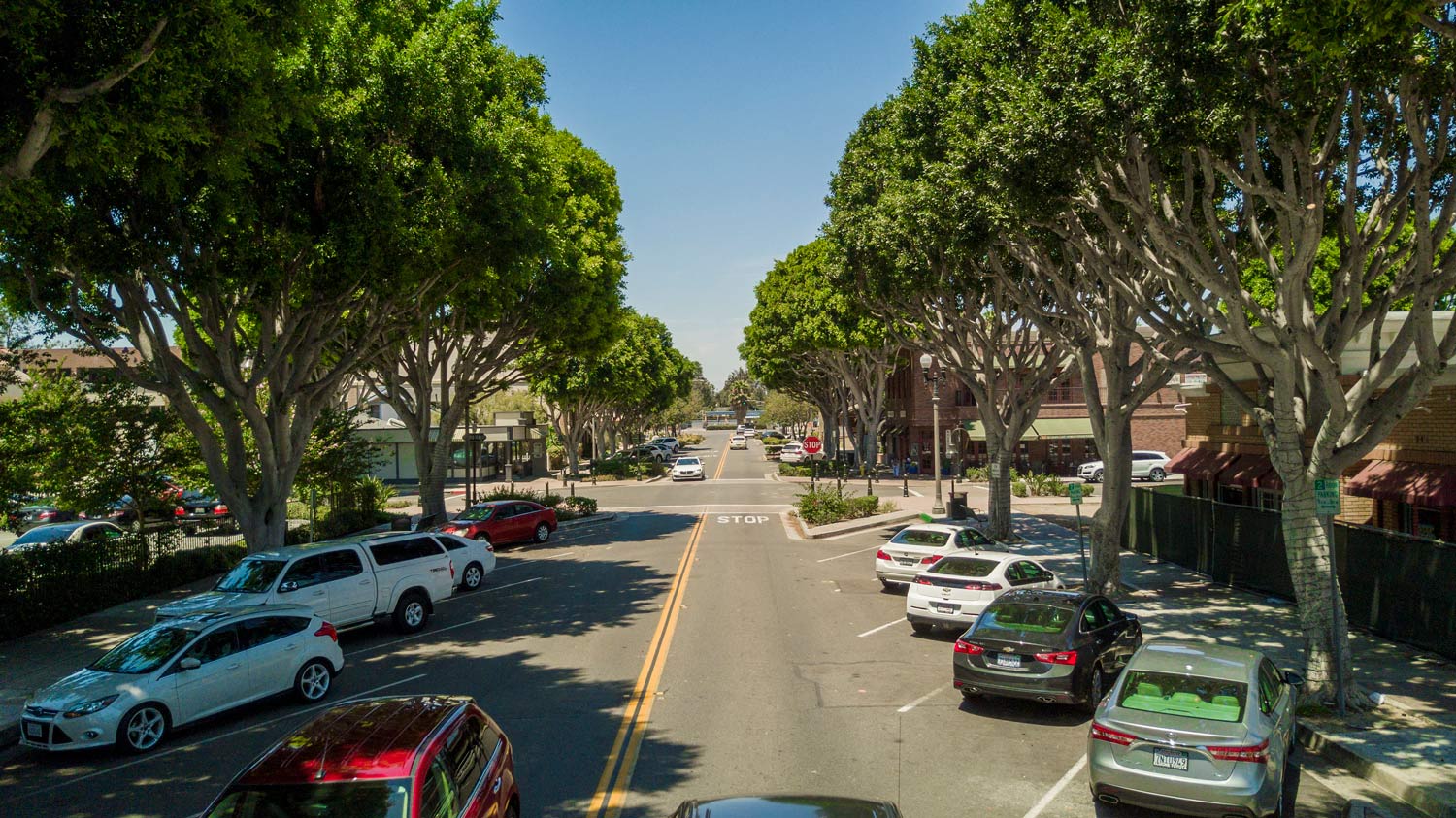 Tree-lined street with parked cars on both sides under bright daylight
