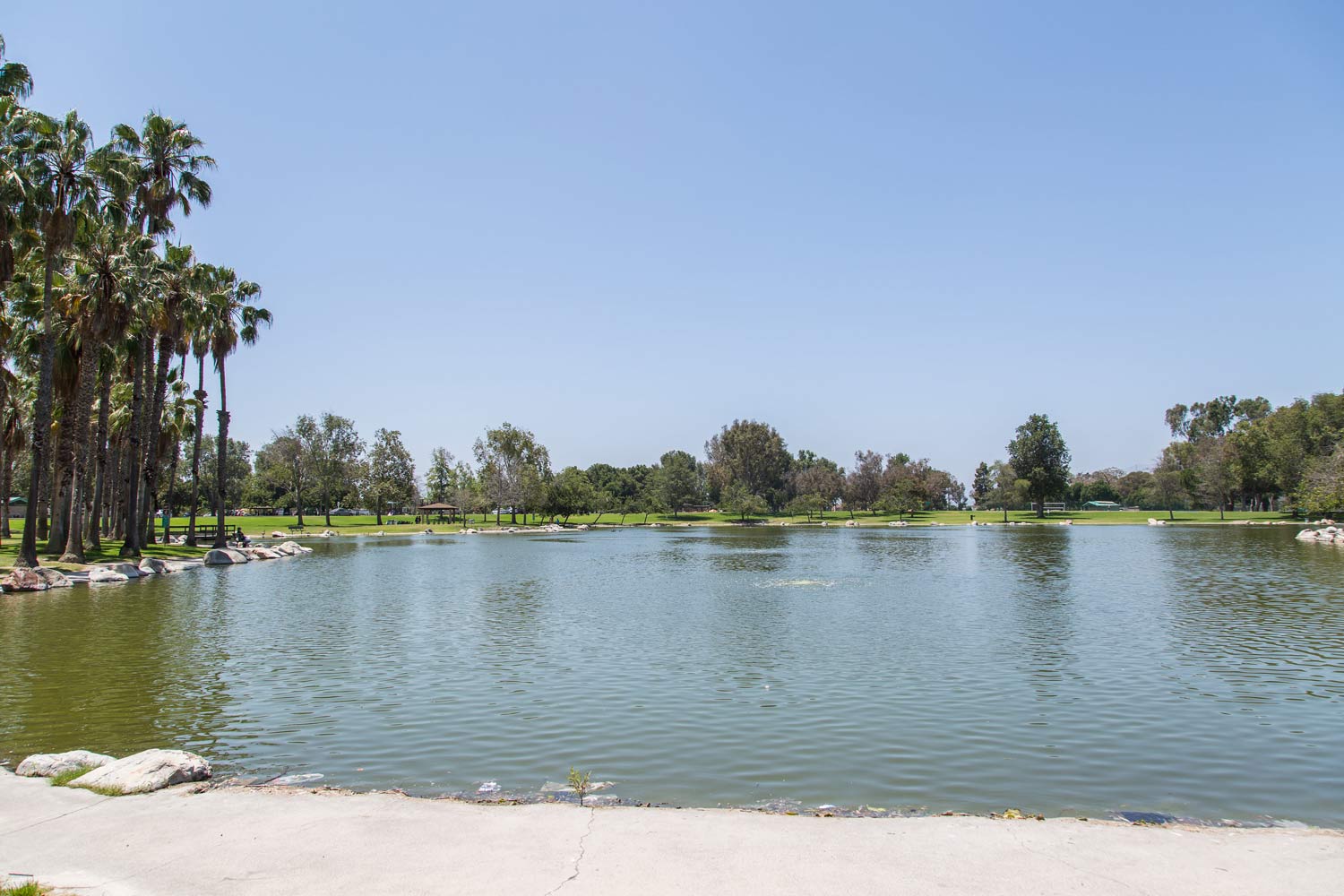 Calm lake with palm trees and a clear blue sky on a sunny day