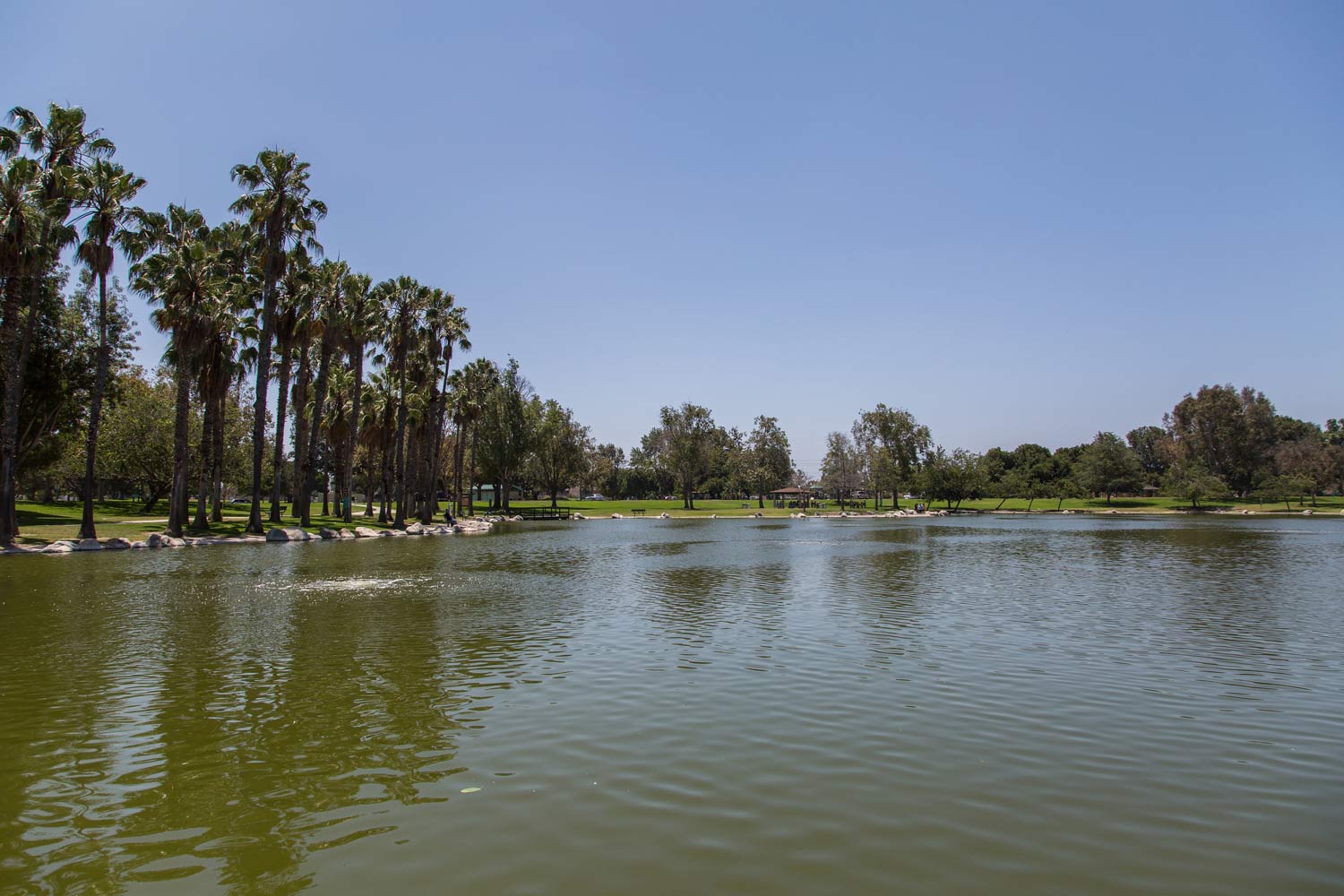 Calm lake with rippling water, palm trees along the shore, and a clear blue sky