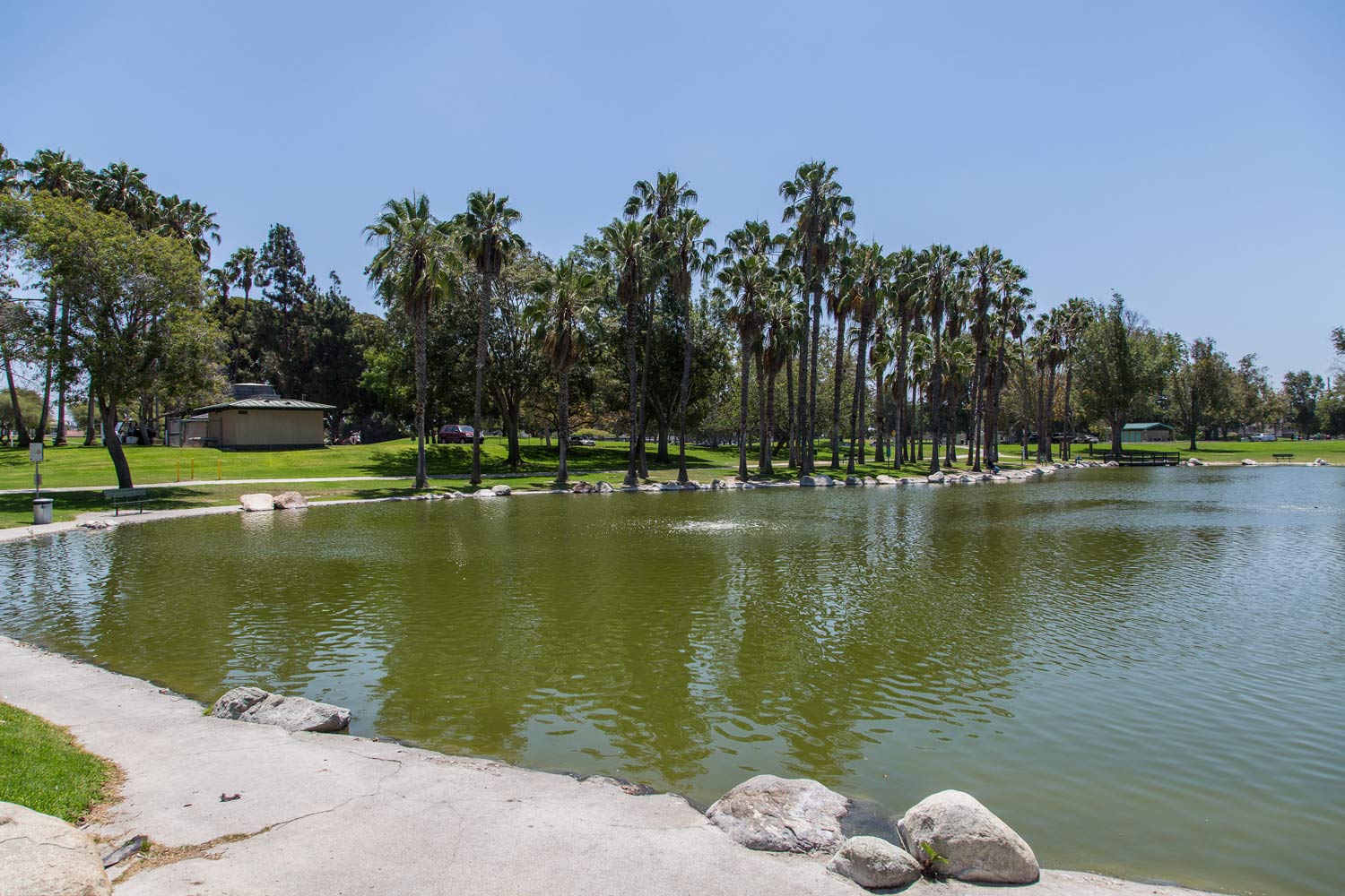 Sunny park lake with palm trees, grassy shore, and a walking path along the water