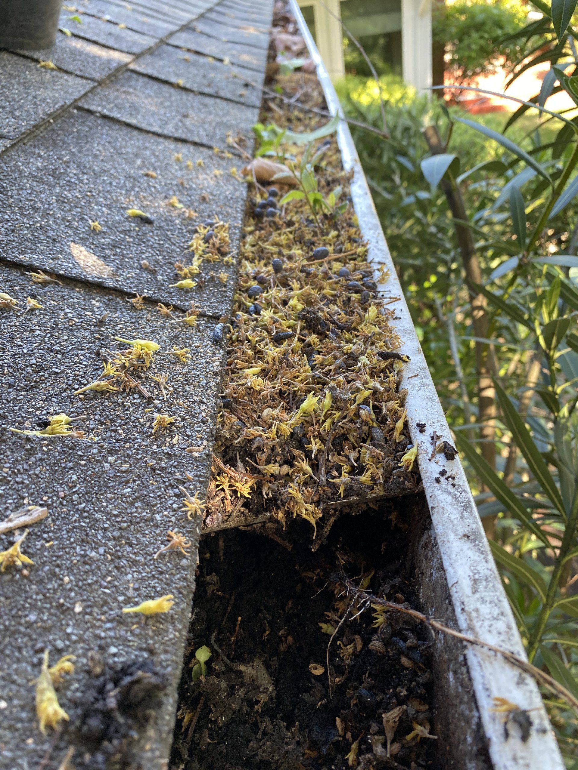clogged gutter