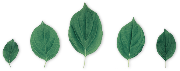 Leaves
