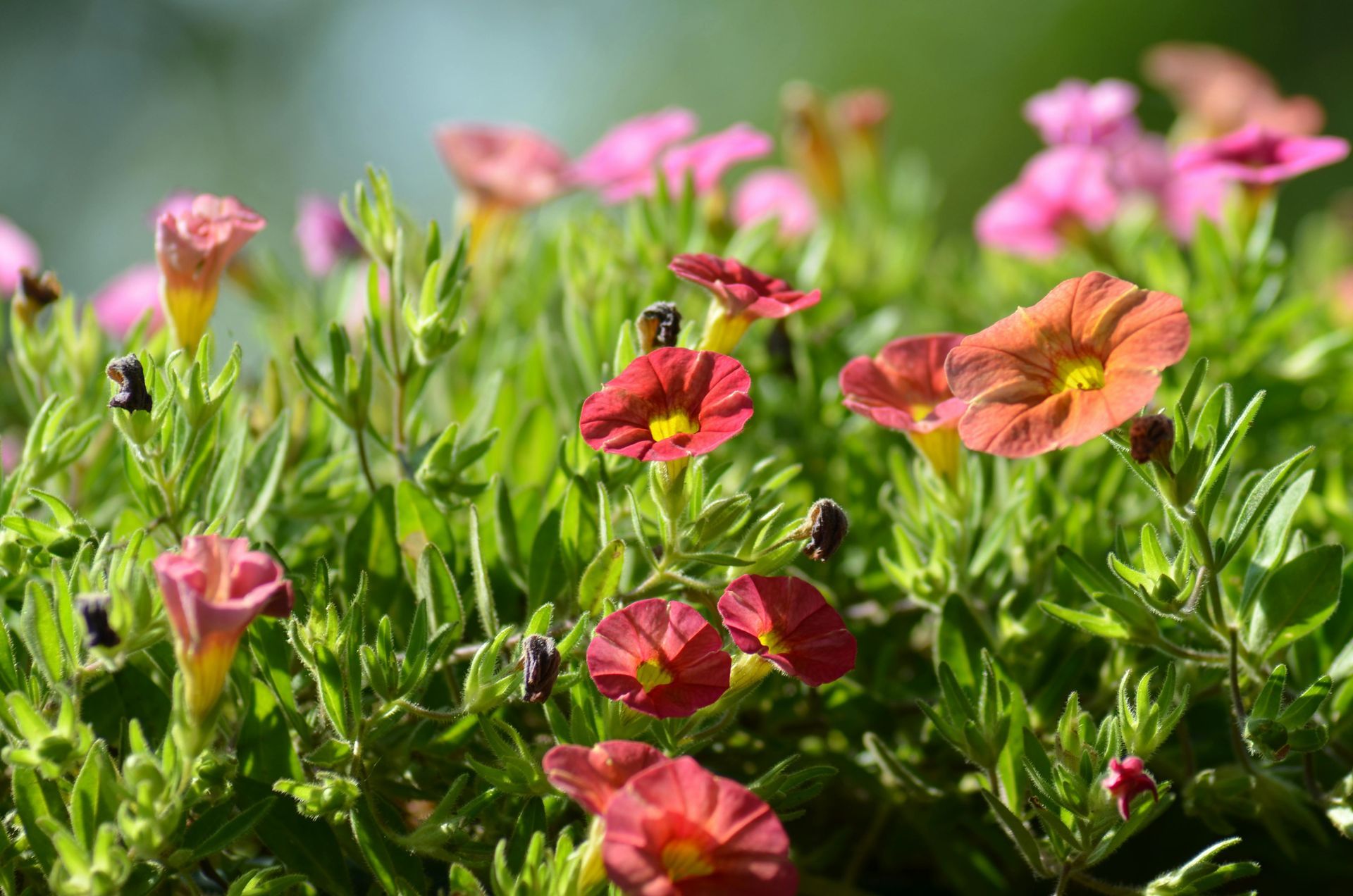 Flowers in Local Garden in Myrtle Beach, SC