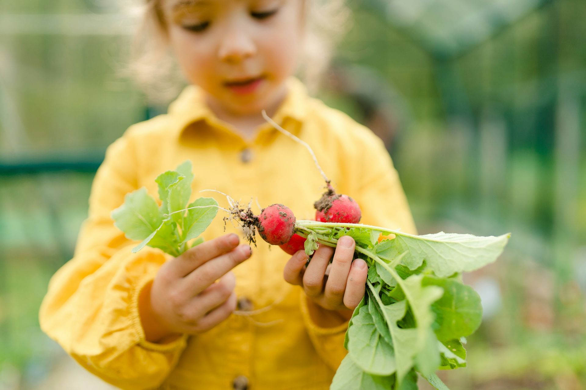 Young child in yellow shirt holding freshly harvested red radishes in garden.