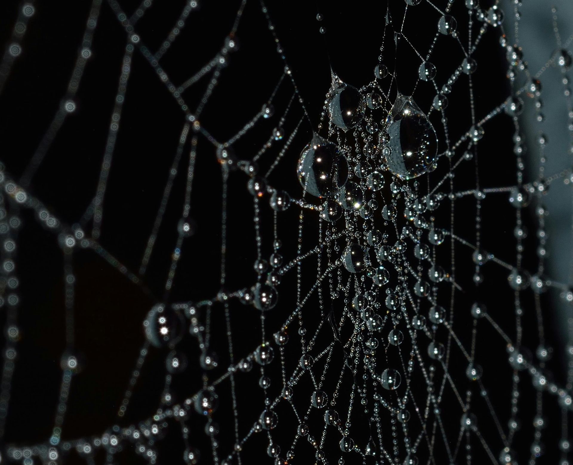 Close-up of a dew-covered spider web sparkling against a dark background
